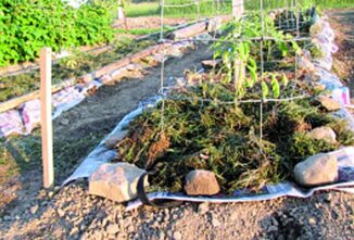 Heavily Mulched, No-Weed Gardening Saves Water